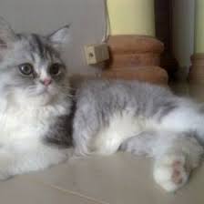 Saya memiliki kucing persia medium seperti ini : 12 Ide Jenis Kucing Kucing Jenis Kucing Himalaya