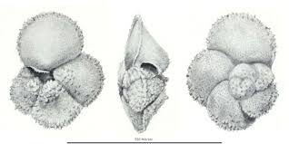 Image result for Mohria marginalis