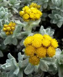 Image result for Helichrysum helvolum