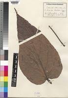 Image result for Caloncoba welwitschii