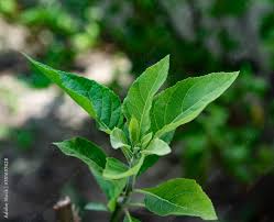 Image result for Vernonia amygdalina