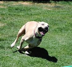 Savage Beast Barbie Fresno Bully Rescue Adopted Bullying Dogs Savage