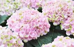 Image result for do hydrangeas grow well in central florida