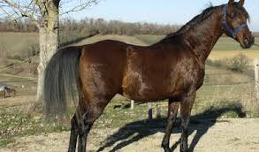 Casos de cólera en las. Detecta Senasica Casos De Virus De Encefalitis Equina Del Oeste Productora Nacional De Biologicos Veterinarios Gobierno Gob Mx