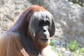 Gettin The Side Eye From Benny Pongo Couldn T Ask For A Better Dad Great Zafanfriday Photo By Jenny Reineck Orangutan Primates Animals
