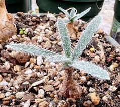 Image result for Gethyllis