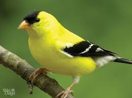 Identification Small Birds Of Colorado American Goldfinch Wild Delight Finches Bird Goldfinch Pet Birds