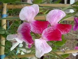 The other vegetables (beans, peas, tomatoes, peppers, carrots) are beautiful and healthy. Sweet Pea Wikipedia