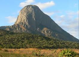 Image result for Trichoscypha lucens