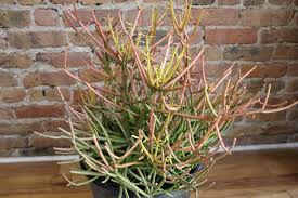 Image result for Euphorbia tirucalli
