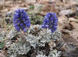 Image result for Veronica abyssinica