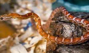 Food size should be such that the stomach bulge is noticeable, but not huge, after eating. What Do Corn Snakes Eat Reptilekingdoms