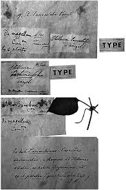 Image result for Stellaria mannii