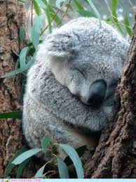 Just A Koala Sleeping Cute Baby Animals Cute Little Animals Cute Animals