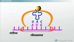 Transcription is the process by which the information in dna is copied into messenger rna (mrna) for protein production. Translation Of Mrna To Protein Initiation Elongation Termination Steps Video Lesson Transcript Study Com