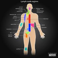 lymph node regions illustration radiology case