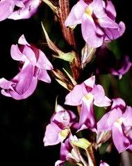 Image result for Brachycorythis buchananii