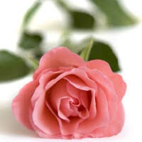 Susanne M. Shoemaker Obituary