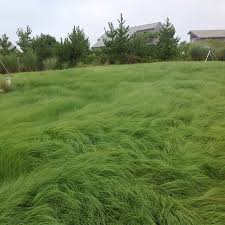 Image result for Eragrostis curvula