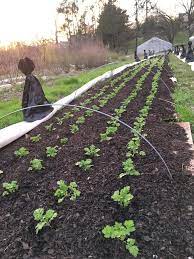 20 видео 44 просмотра обновлен 15 апр. No Till Flower Farming Part 1 Using Cardboard And Compost Flower Farm No Till Farming Farm