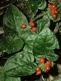 Image result for Geophila