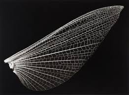 Black And White Insect With Wings Pin By Angie On Aesthetics Black And White With Images Patterns In Nature Insect Wings Environmental Art