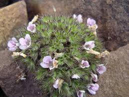 Image result for Lepidagathis