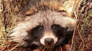 enotovidnaya sobaka 33 foto https classpic ru blog enotovidnaja sobaka foto html nebolshie korenastye pohozhie na enota milahi vy sobaki zhivotnye shenok