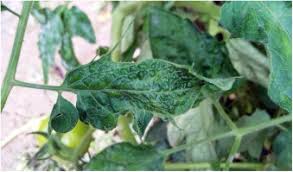 Image result for Tragus pedunculatus