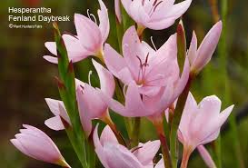 Image result for Hesperantha petitiana