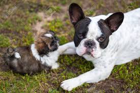 The bulldog shih tzu mix usually takes its head and coat from the shih tzu, and body from its frenchie parent. French Bulldog Shih Tzu Online