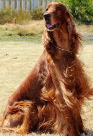 Pin By Sarah Kate On Cute Critters Irish Setter Dogs Irish Setter Puppy Irish Dog