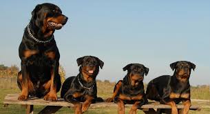 Rottweiler puppies for sale near me. Rottweiler Puppies And Dogs For Sale Near You