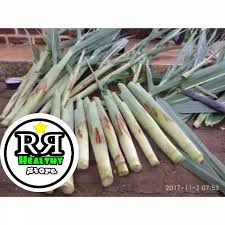 Check spelling or type a new query. Sayuran Turubuk Terubuk Terubus Telor Tebu Kembang Tebu Enndog Fresh Shopee Indonesia