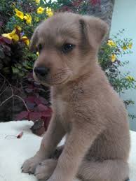 Maybe you would like to learn more about one of these? Pin On Aspin And Half Breed Dogs