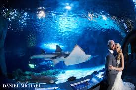 Wedding Photography Cincinnati Oh Wedding Photographers Cincinnati Ohio Oh Aquarium Wedding Wedding Photography Newport Aquarium