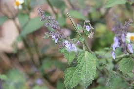 Image result for Isodon