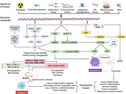 Animal cells are most likely to experience damage from. Dna Damage How And Why We Age Elife