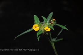 Image result for Stylosanthes guianensis