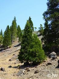 Image result for Calocedrus decurrens
