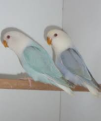 Opaline Bronze Fallow Blue Love Birds Pet African Lovebirds Pet Birds