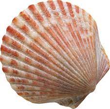 Conch Png Image Conch Png Images Image