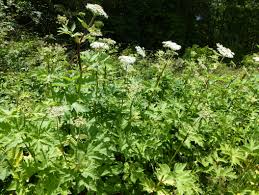 Image result for Heracleum