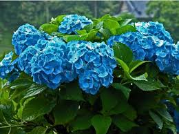 Here's my blue hydrangeas :) so happy to have them. Hydrangea Flowers Images 104 Photos