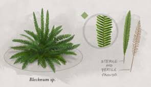 Image result for Blechnaceae