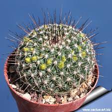 Being cactus lover, you wish to grow these inside your home. Mammillaria Lindsayi