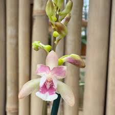 Image result for Oeceoclades saundersiana