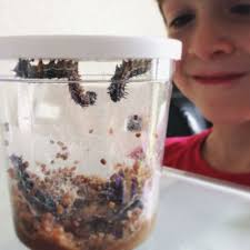 58 Live Butterfly Kits FAQ ideas to save today