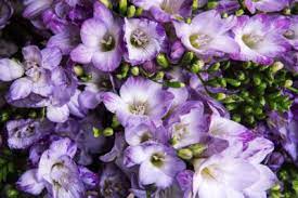 No Flowers On A Freesia How To Get Blooms On Freesia Plants Shasta Daisies Freesia Flowers Plants