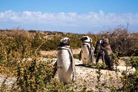 Wenn sie diese tour erwerben, haben sie die möglichkeit, die wichtigste pinguinkolonie . Punta Tombo How To See 1 Million Magellanic Penguins Tales From The Lens
